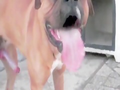 Amateur webcam girl makes dog porn