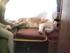 Bailando con perros