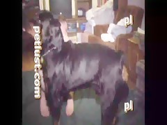 Pajita y mamada al dalmata