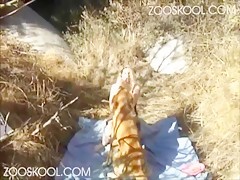 dog sex