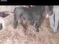 dos transexuales se follan a un caballo