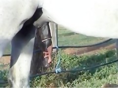Mother and daughter share stallions cock