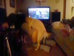 everyday doglove