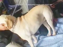 los juegos del perro