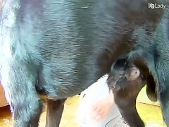 Fun for my dog II